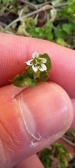 Stellaria media
