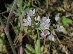 Allium hyalinum