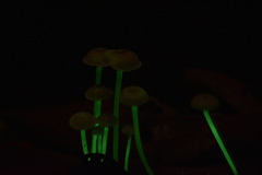 Mycena luxaeterna