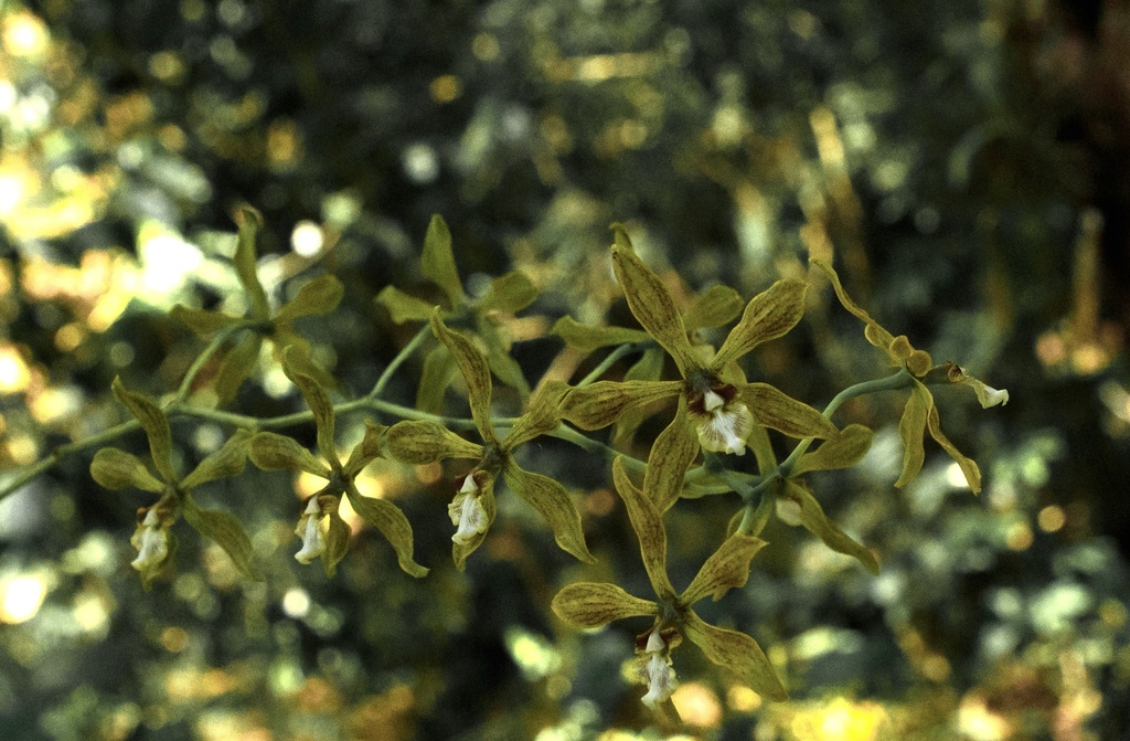 Encyclia rzedowskiana Soto Arenas