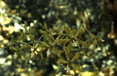 Encyclia rzedowskiana