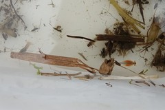Phagocata velata