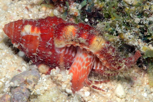 Cymatium rubeculum observed 2013-07-15