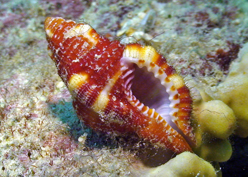 Cymatium rubeculum observed 2009-10-04