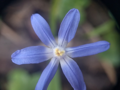 Scilla forbesii