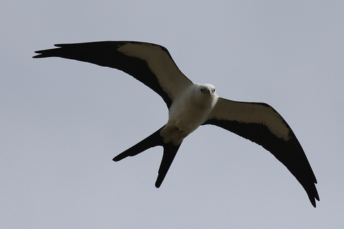 Elanoides forficatus image