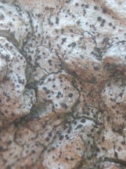 Anisomeridium biforme