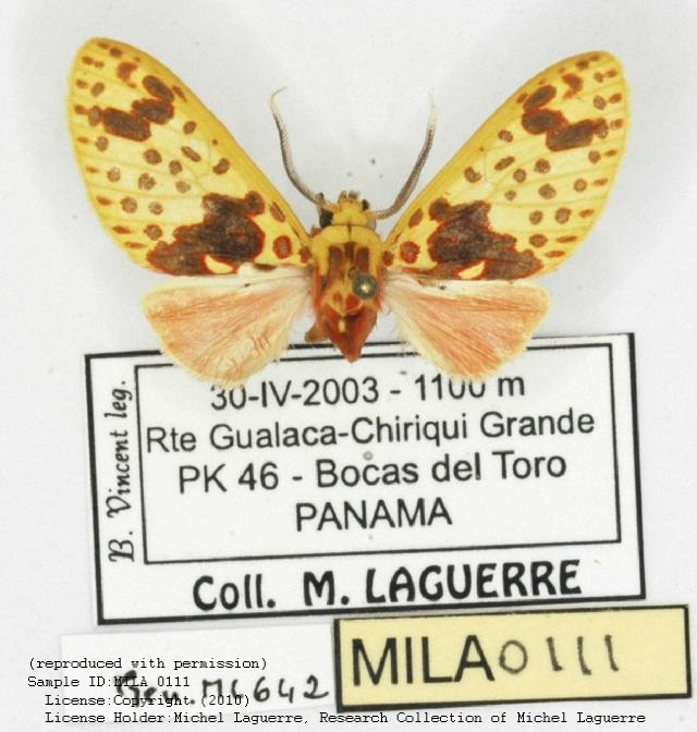 Amaxia dyuna