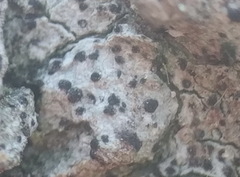 Anisomeridium biforme