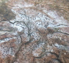 Anisomeridium biforme