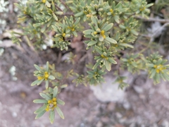 Thymelaea tinctoria