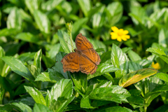 Junonia hedonia