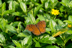 Junonia hedonia