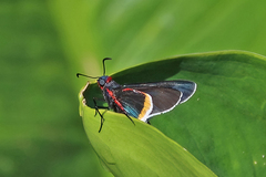 Mysoria barcastus