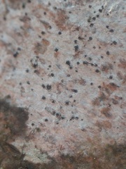 Anisomeridium biforme