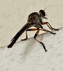 Ommatius floridensis