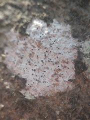 Anisomeridium biforme