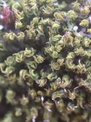 Tortella flavovirens