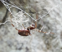 Nephilingis borbonica