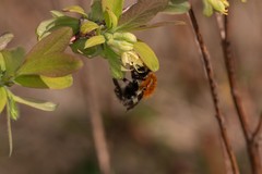 Bombus pascuorum