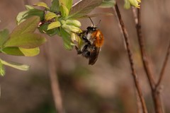 Bombus pascuorum