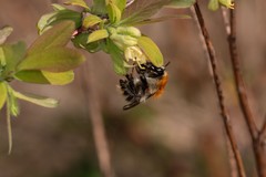 Bombus pascuorum