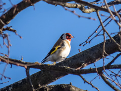 Carduelis carduelis