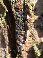 Hysterium angustatum