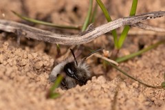 Andrena vaga