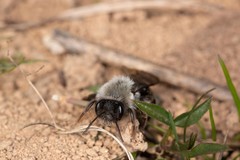Andrena vaga
