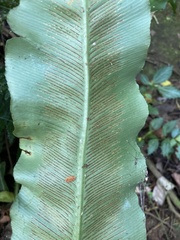 Asplenium serratum