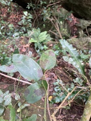 Aristolochia oblongata calceiformis