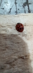 Harmonia axyridis