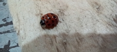 Harmonia axyridis