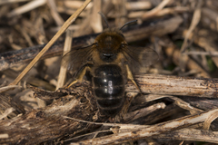 Colletes cunicularius