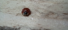 Harmonia axyridis