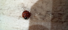 Harmonia axyridis