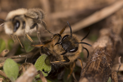 Colletes cunicularius