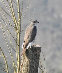 Accipiter gentilis