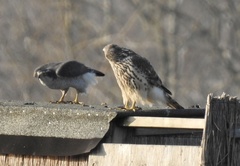 Accipiter gentilis