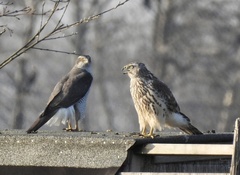 Accipiter gentilis