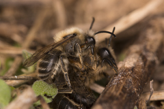 Colletes cunicularius