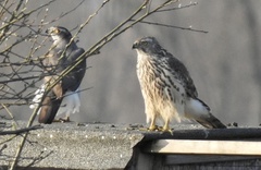 Accipiter gentilis