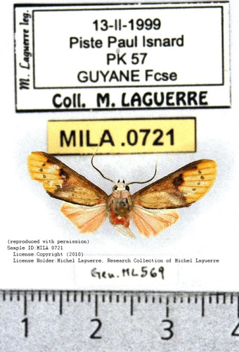 Eucyrta venusta
