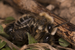Colletes cunicularius