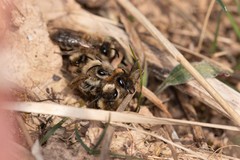 Colletes cunicularius