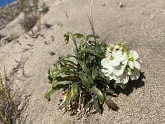 Erysimum menziesii