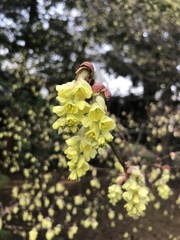 Corylopsis sinensis