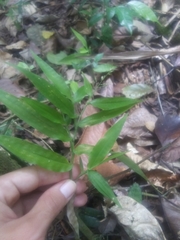 Ichnanthus pallens