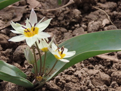 Tulipa bifloriformis